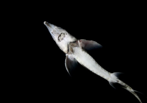 Sturgeon in a night dive by Veronika Matějková 